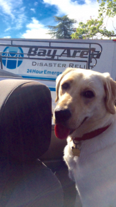 Dog in front of truck