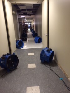 Blue fans lining an office hallway with beige walls